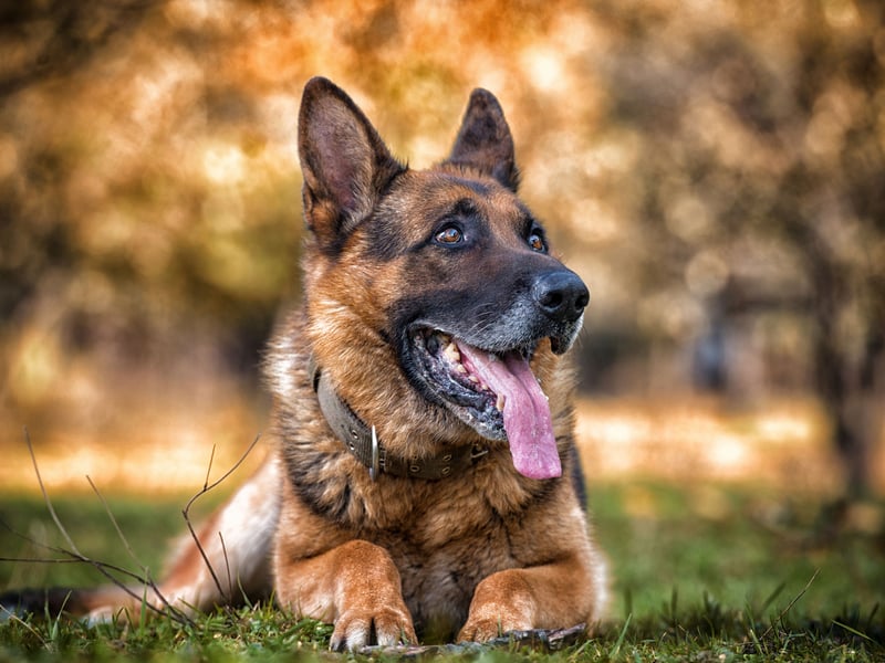 One of the world's most useful dogs, the German Shepherd was originally bred as a herding dog but now is popular for everything from disability assistance and search-and-rescue work, to helping the police hunt criminals and serving in the army. They are also popular companion pets, with 4,817 registrations in 2024.