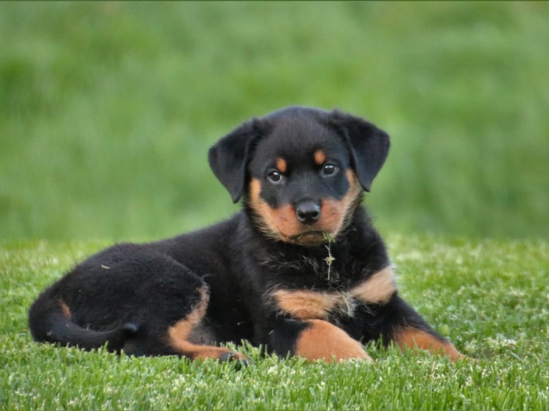 Although the Rottweiler sometimes gets un anfair reputation for being aggressive, they can make for a loyal and gentle family pets - as many of the 2,209 owners who registered their dogs with the Kennel Club no doubt know. In their native Germany they were used to herd livestock and pull butchers' carts laden with heavy meat. Now they are happier cuddled up with their human family.