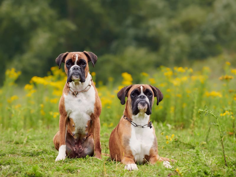 The top dog in the Kennel Club's working group is the adorable Boxer, with 2,427 registrations in 2024. The Boxer was bred from the Old English Bulldog and the now extinct Bullenbeisser.