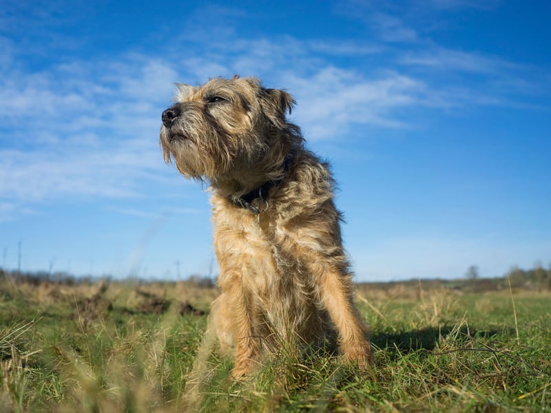 Named after the Scotland-England border where it originated, the plucky Border Terrier had 3,675 Kennel Club registrations in 2024, making it the second most popular Terrier in the UK.