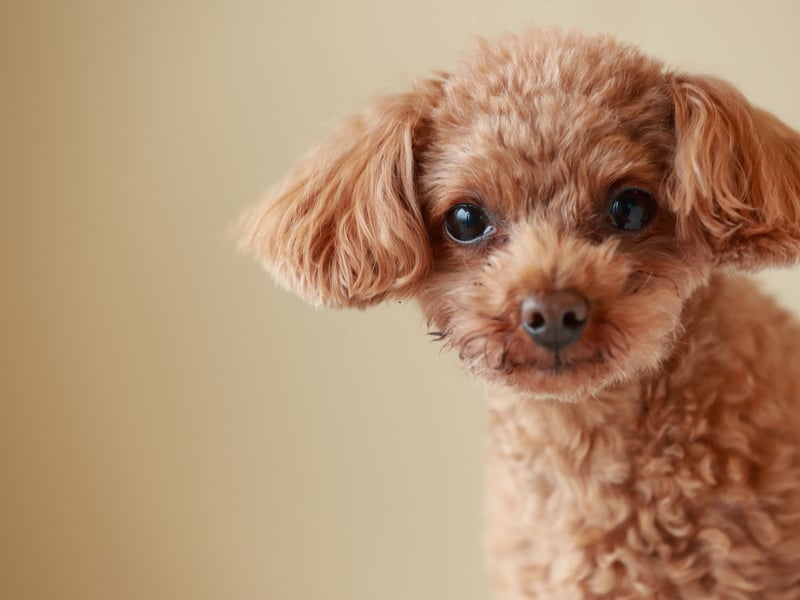 The Poodle comes in three sizes - standard, miniature and toy - with the diminuative Toy Poodle the most popular with 2,013 Kennel Club registrations in 2024. It's up for debate whether they were first bred in France or Germany, with the toy version often used as circus performers in less enlightened times.