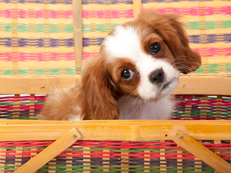 The gorgeous Cavalier King Charles Spaniel takes the top spot when it comes to the most popular toy dog breed - with 3,132 Kennel Club registrations in 2024 putting it in overall 14th spot. Its name comes from it being bred to recreate Charles II's spaniel of the English Civil War period, when supporters of the king were known as Cavaliers.