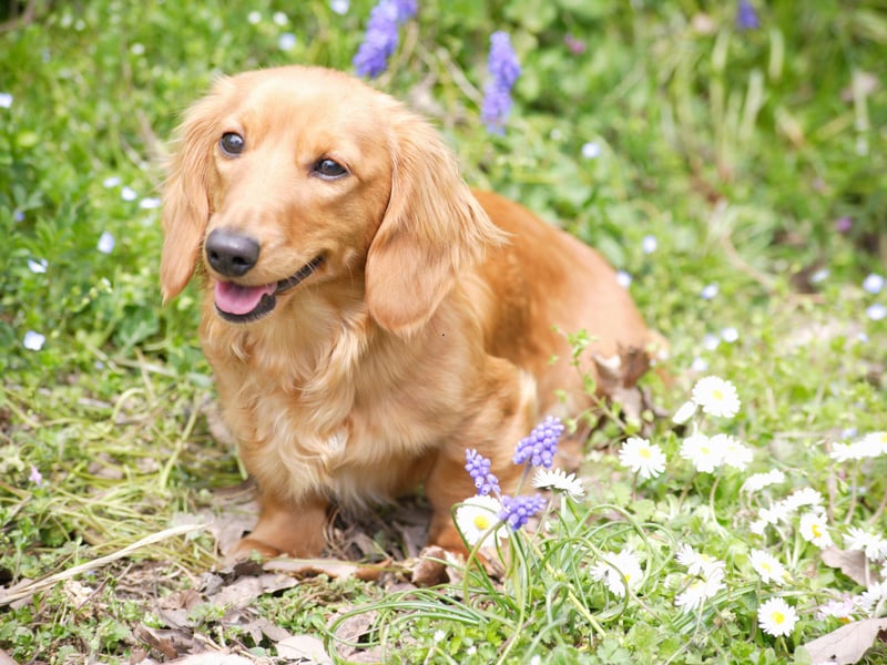 Although the Miniature Long Haired Dachshund isn't as popular as its less hirsute cousin, it still makes our list with 3,450 registrations last year.