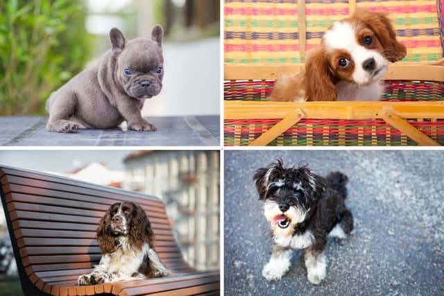 Some of the UK's most populr dog breeds.