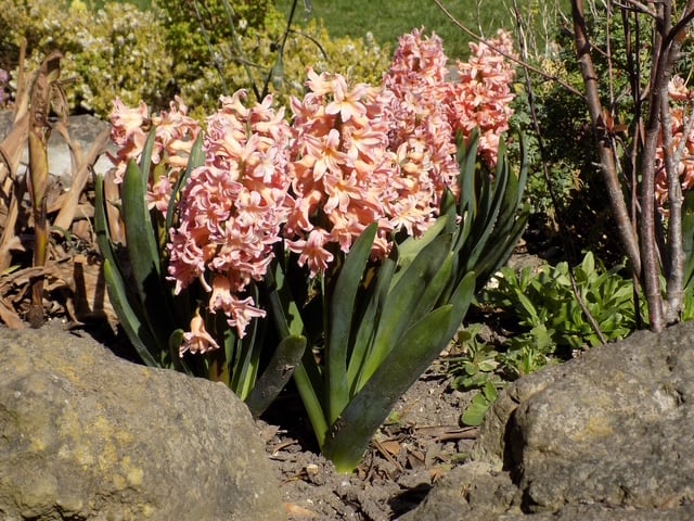 Flowers bloom in the Rock Garden. Picture Millie Leeming