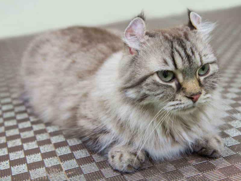 Easy to identify from their backward-curled ears - the result of a genetic mutation that sadly makes them susceptible to health issues - American Curls tend to weigh a lightweight 5–10 pounds. First bred in California, they are an adaptable breed that love humans.