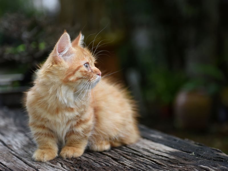Munchkins are famous for their short legs due to a genetic mutation. Despite their stature, weighing just 5-9 pounds, they’re fast, playful, and confident. Sadly, the form of dwarfism that makes them teensy also means they can suffer from joint deformities which can reduce their mobility, potentially leading to spinal problems and early onset arthritis.