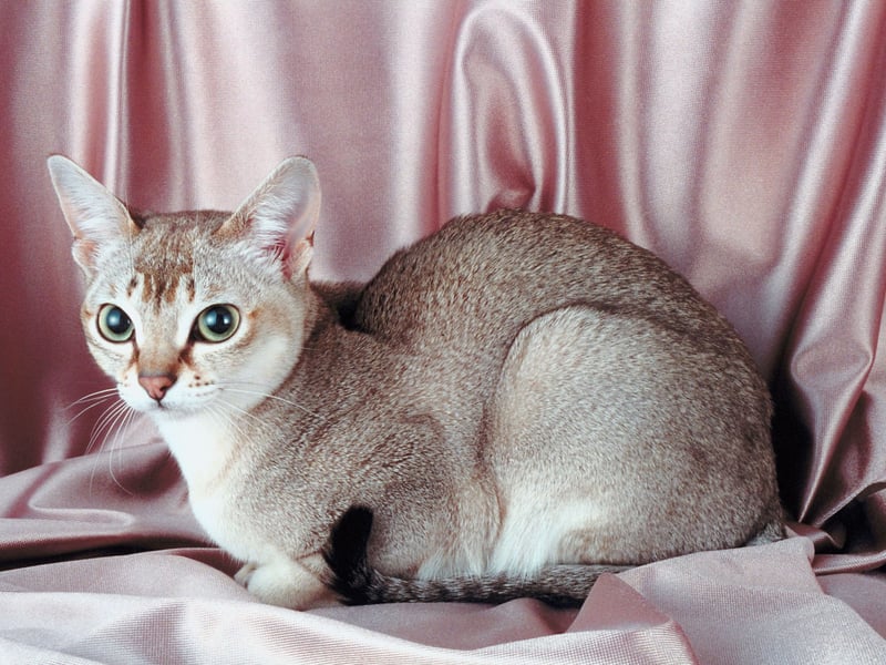 The Singapura considered the world's smallest breed of domestic, with adults weighing in at as little as 4 pounds, and rarely more than 8 pounds . It's breed known for its big eyes, ticked coat, and playful energy. Affectionate and curious, they thrives on attention - although are a fairly rare breed in the UK.
