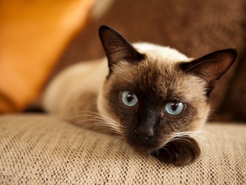 The sleek and slender Siamese tends to grow to around 6-10 pounds. Well known for their remarkable blue eyes and fine colouration, they crave company and are often inseparable from their favourite human.