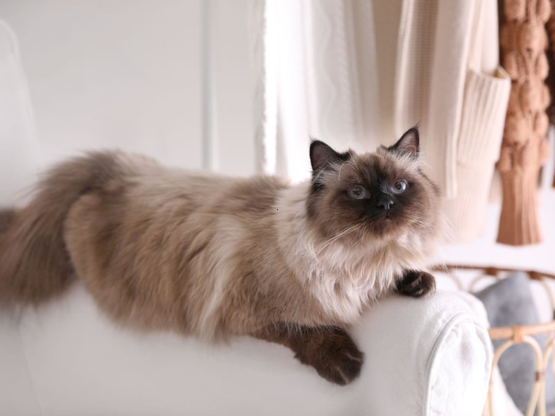 Another small cat breed closely related to the Siamese - it's essentially same cat but with a medium-length silky coat and a distinctively plumed tail - Balinese cats tend to weigh 5–10 pounds. They have a talkative and affectionate personality, and tend to be very intelligent cats.