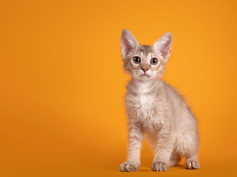 A variety of rex cat named after its adorable curly hair (or perm). the LaPerm grows to 5-10 pounds. It was first bred in America and are affectionate, active, and outgoing in character.