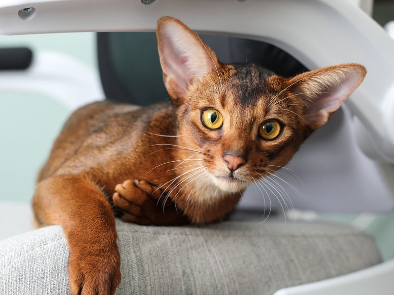 Abyssinians are active and muscular cats but relatively lightweight, weighing from 6–10 pounds. They were first brought over to the UK from Abyssinia - the country now known as Ethiopia.