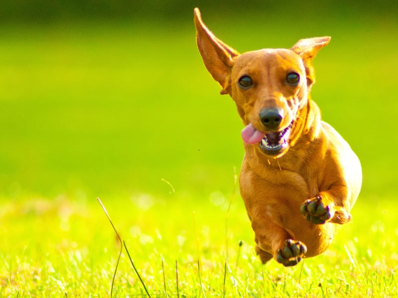 Dachshunds have been soaring in popularity in recent years. The miniature smooth haired variety of the sausage dog is the fourth overall favourite UK breed, and by quite some distance the top breed in the hound category - with 11,664 Kennel Club registrations in 2024. The dog was originally bred to hunt small burrowing animals like rabbits and we'll see plenty more of them in this list.