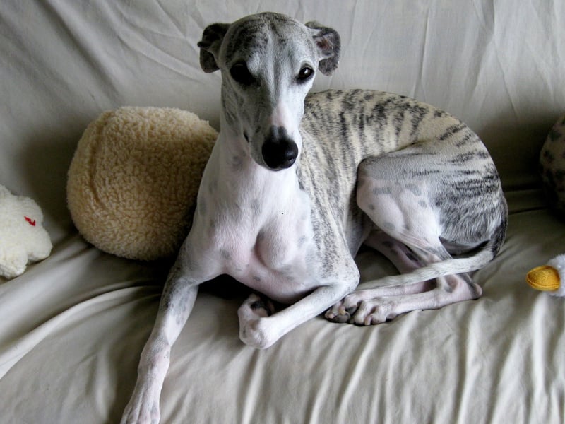 Closely resembling the Greyhound, the Whippet is slightly smaller - although not as small as the Italian Greyhound. They were first bred in Britain and are thought to have the highest acceleration of any dog breed. There were 3,643 Whippets registered by the Kennel Club in 2024.