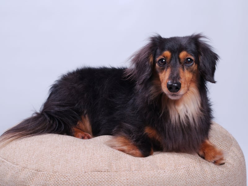 Although the Miniature Long Haired Dachshund isn't as popular as its less hirsute cousin, it still comes third in the hound group when it comes to popularity, with 3,450 registrations last year.
