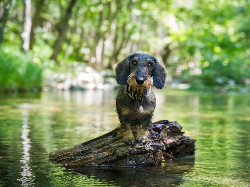 Taking sixth place is the (regular sized) Wire Haired Dachshund, with 767 annual registrations in 2024. The name Dachshund is German and means 'badger dog'.