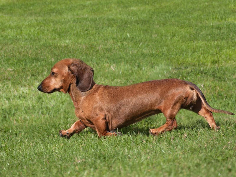 The fifth and final sausage dog to make the list the the Smooth Haired Dachshund - with 374 registrations last year.