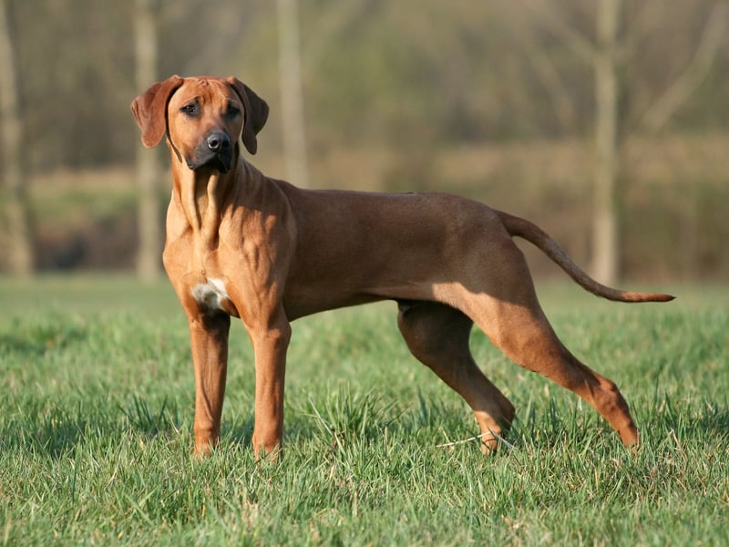 First bred in Southern Rhodesia (now Zimbabwe) and used for the fearsome task of hunting lions, there were 700 Rhodesian Ridgeback puppies registered in 2024.
