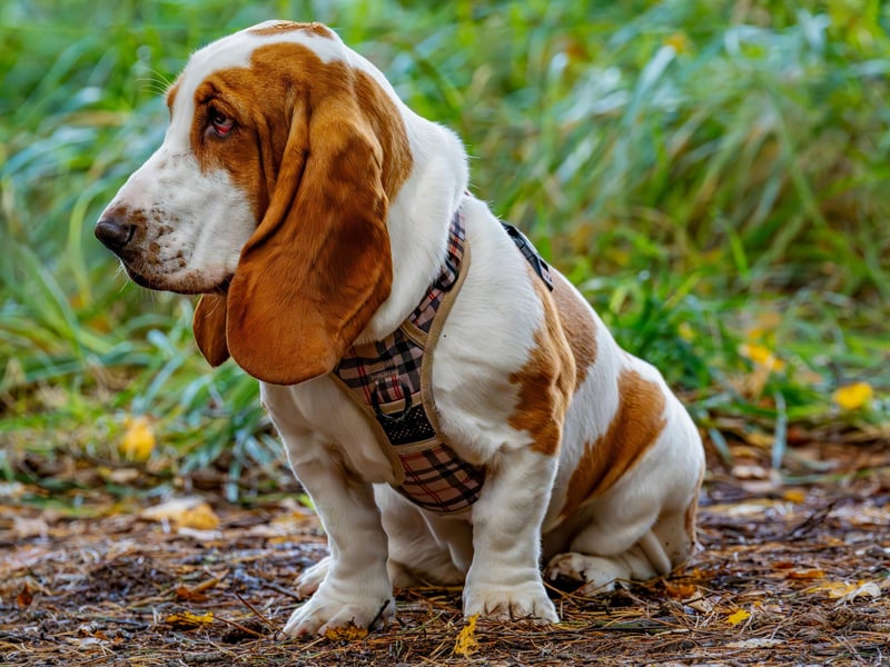 A scent hound originally bred for the purpose of hunting hare - the Basset Hound's sense of smell is second only to the Bloodhound. There were 284 registrations of this French breed in 2024.