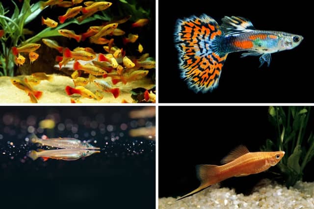 These fish all bear live young.