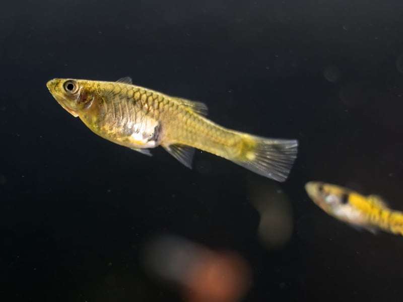 A close relative of the guppy, Endlers are smaller and vibrant. Peaceful and energetic, they thrive in planted aquariums and breed readily. They are tiny fish perfect for nano tanks and peaceful communities.