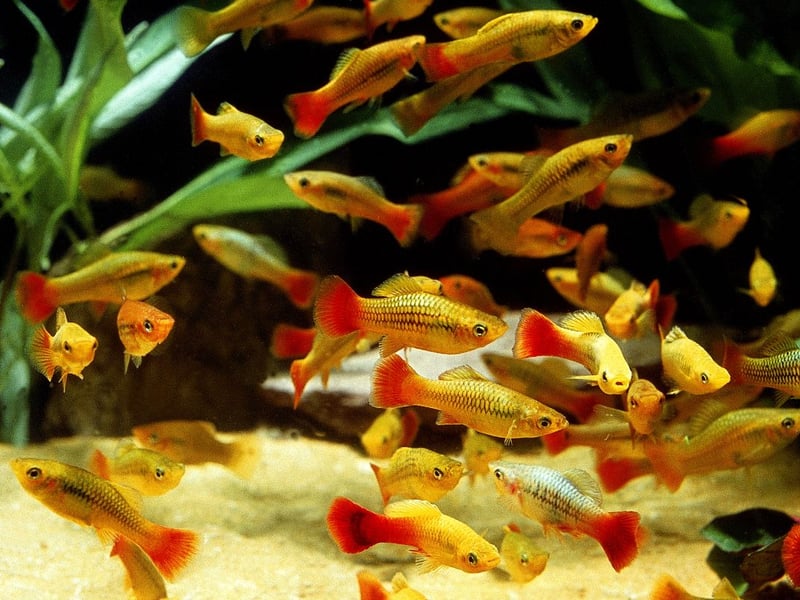 A cousin of the common platy, this species features wild-type and vibrant color strains. Hardy and easygoing, variatus platies are great for aquarium novices and coexist well in peaceful tanks. Also known as Parrot Platies, they breed easily and often.