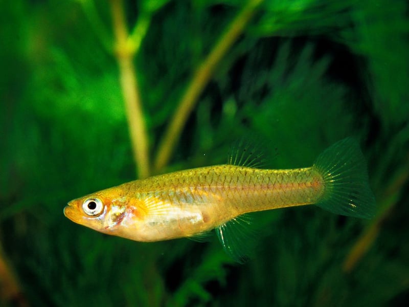 Often used for mosquito control, as they like nothing better than gobbling the pesky insect's larvae, mosquitofish are small and hardy. They’re not as colorful as guppies, but they breed just as prolifically. They aren't the best fit for a community tank though, as they can be aggressive toward other fishy friends.