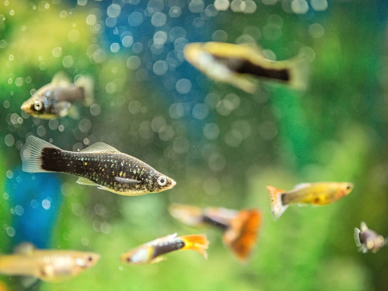 Mollies are adaptable, peaceful fish that enjoy slightly brackish water. They’re livebearers with a variety of fin shapes and colors - from black to orange - and they do well in groups in planted tanks.