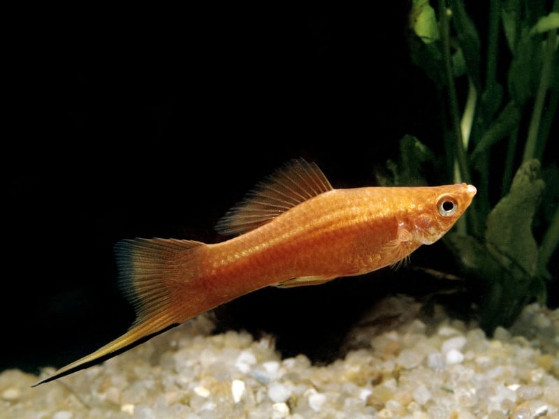 Named for the elongated tail fin on males, swordtails are active, colorful, and simple for newbies to breed. They enjoy spacious tanks with hiding spots and get along well with similar-sized fish.
