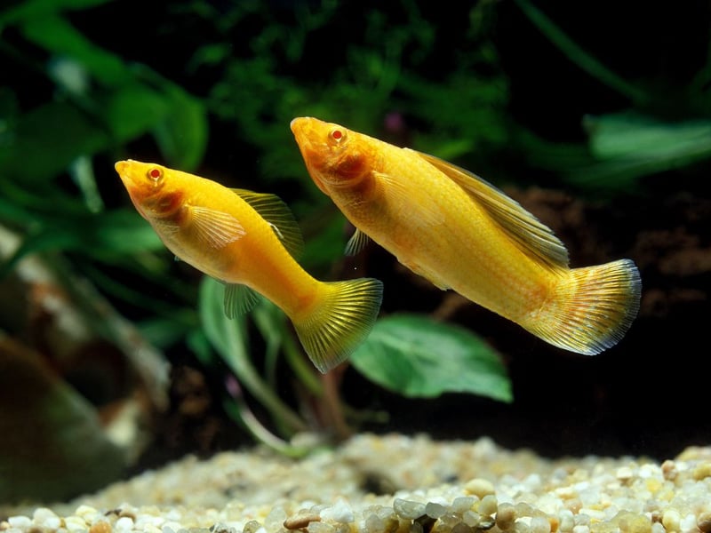 Easily identified by their large dorsal fins, Sailfin Mollies breed just as easily as their more diminuatively-finned cousins. They need a little more space than normal mollies though, so this is a breed for owners of larger aquariums.