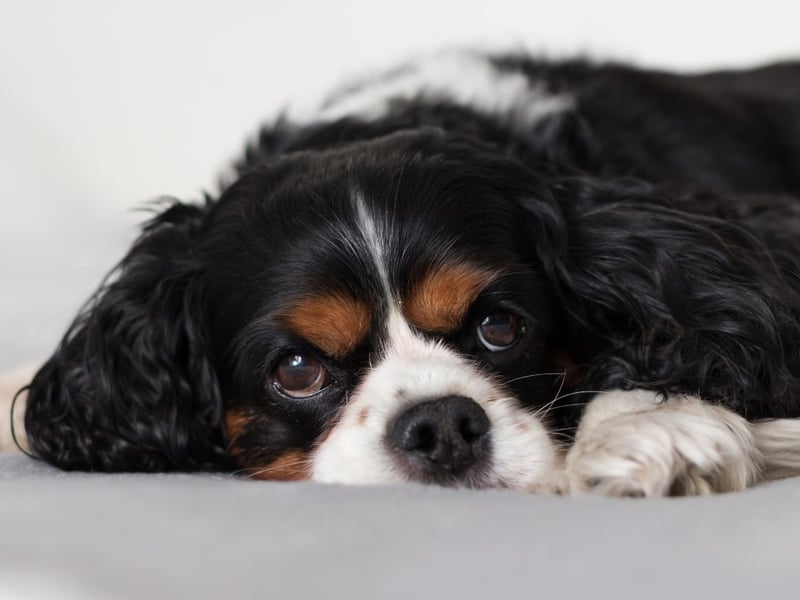 Good luck getting time alone when you have a Cavalier King Charles Spaniel. They'll pad around after you adoringly, tail a-wagging, gazing up at you with those big brown eyes that just say "cuddle me" (and "feed me").