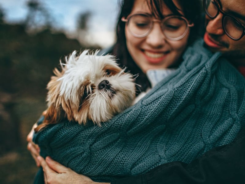 The first, but certainly not the last, lap dog on this list - these breeds have affection hard-wired into their DNA. The Shih Tzu was bred to keep the laps - and hands - of Chinese royalty warm. Little has changed, other than they are now equally happy to curl up with commoners.