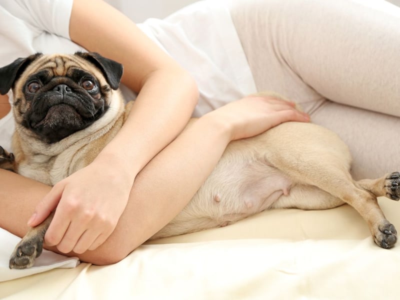 A pug's idea of heaven being snuggled up on its owner's lap, spending hours happily being patted. The rest of the time they'll just follow you around like a shadow - leading to their nickname of the 'velcro dog'.