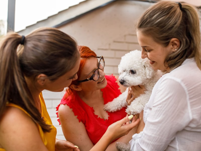 The cloud-like Bichon Frise's absolutely favourite spot is on your lap, shortly followed by being curled up at the end of your bed. Their sweet nature means they are guaranteed to get on well with pretty much anybody, but will reserve a special amount of love for their family. 