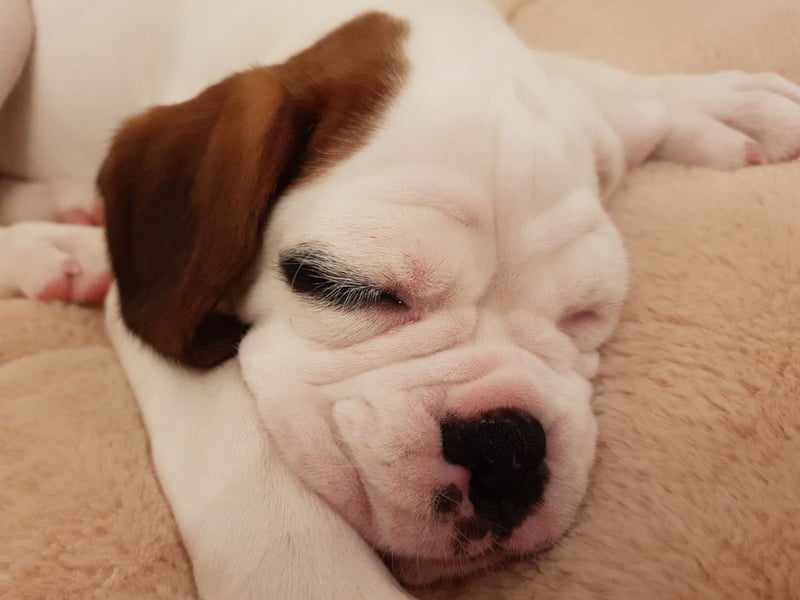 They may look a little grumpy, but the Boxer is known for making unusually deep and strong bonds with their family. The downside to this is that they are demanding of attention do can be fairly high maintenance. The upside is that for every bit of affection you given them, they will mirror it back with interest. 
