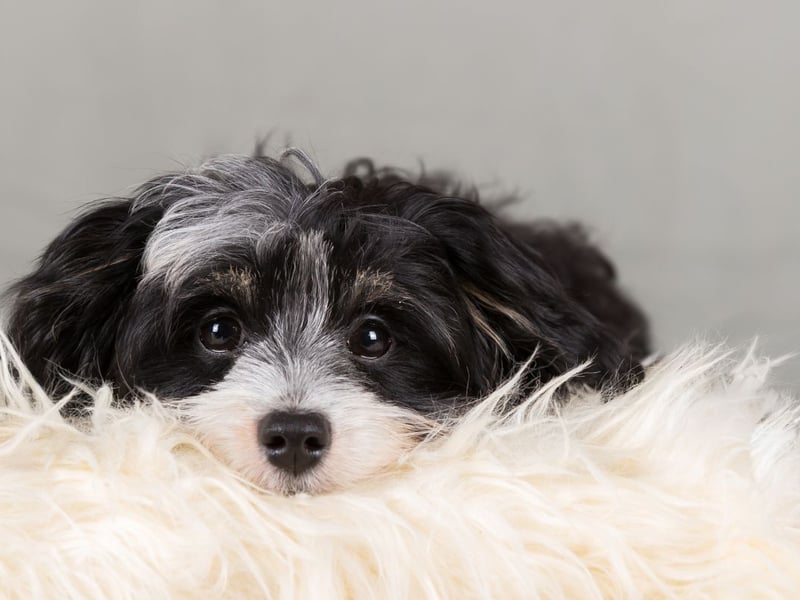 Another model of a lapdog, the cheerful Havanese (named after the capital city of Cuba, where they are the official  national dog), are alll about companionship. If they are not actually on your lap, they'll be snuggled up as close to you as possible - with at least one paw touching you at all times.