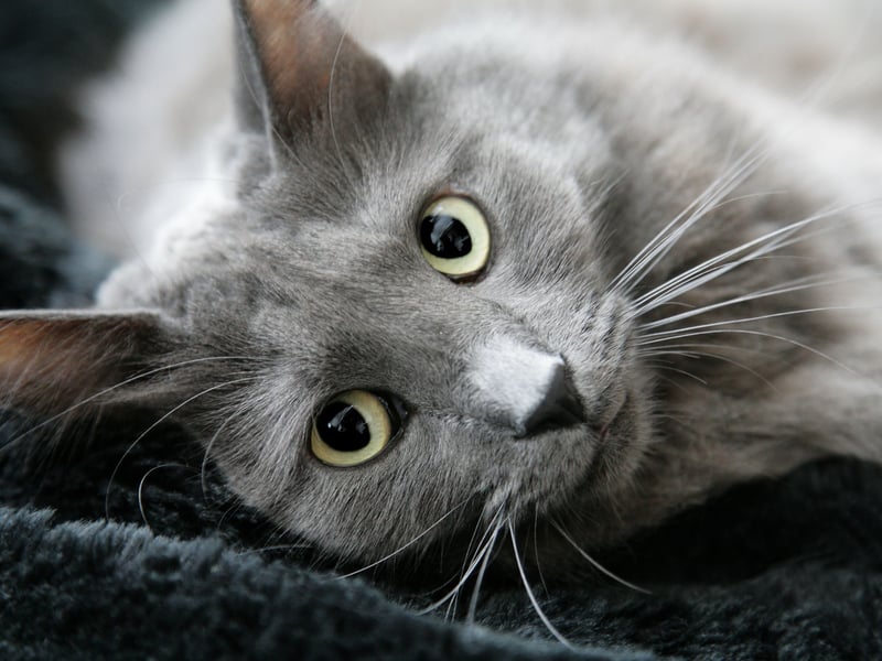 Expect the Nebelung cat to set you back £11,318.76 over their life - that's £322 in startup costs, £1,945.56 insurance and £9,051.20 of food.