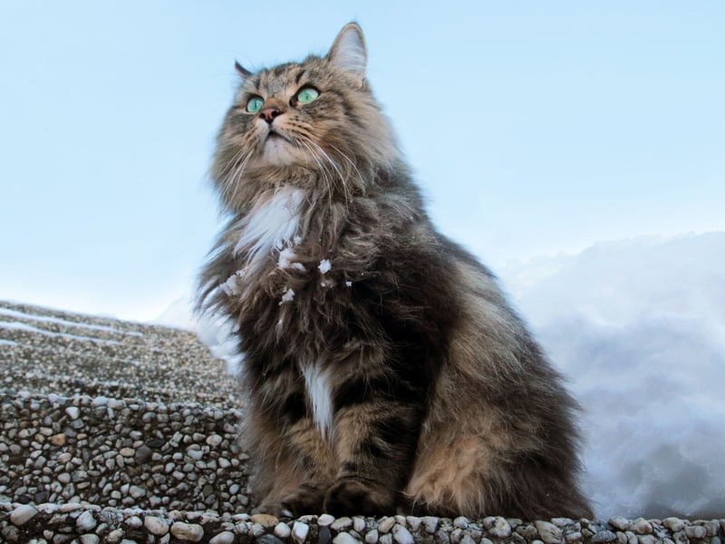 The third most expensive cat breed to own is the Norwegian Forest - £11,811.80 made up of £322 in starting costs, £1,383.00 insurance and a food bill of £10,106.80.