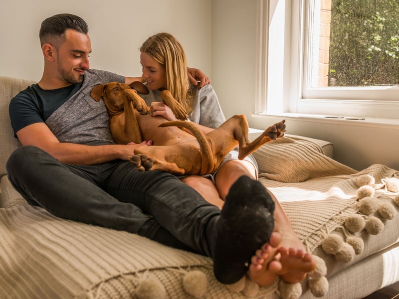 Nicknamed 'velcro dogs' due to their desperation to stick to their beloved human like glue - even if that means following them to the toilet - Vizslas are as affectionate as they are energetic. There's nothing they like more than indoor snuggles after a couple of hours exploring the great outdoors.