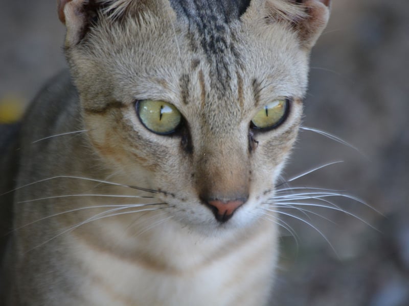 Second spot goes to the Australian Mist cat. A combination of starting costs of £322.00, £2,159.46 in insurance and £9,670.08 in food means a lifetime outlay of £12,151.54.