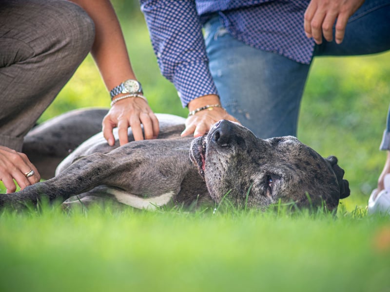 Despite their enourmous size, Great Danes are gentle giants with big hearts. They love leaning against their humans, cuddling, and showing affection through companionship and loyalty. If a dog this size gives you a cuddle you really know about it!