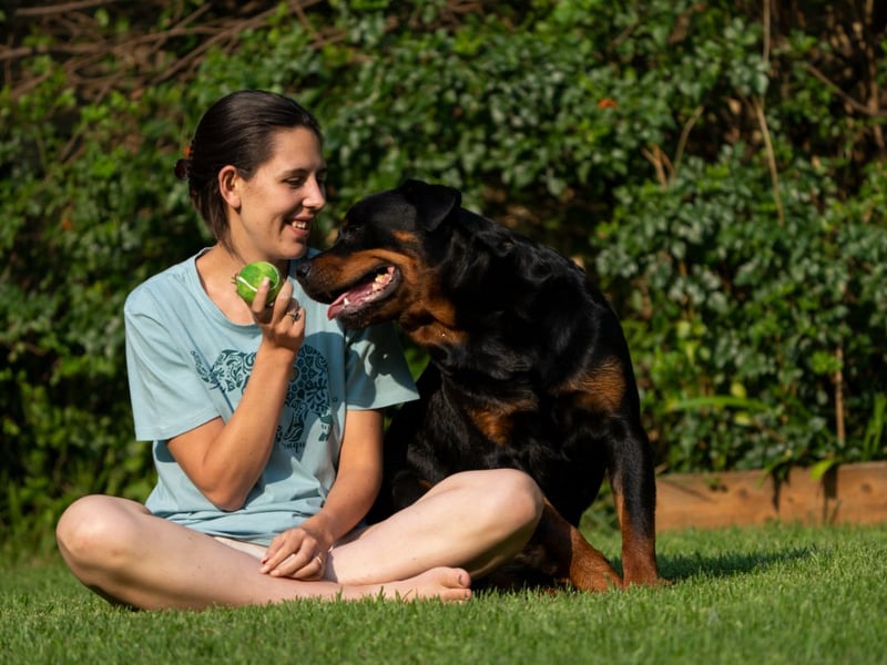 The Rottweiler is a dog that has occasionally (and largly unfairly) been characterised as an aggressive breed. There's no doubt that if their owner is threatened then they will act accordingly, but this comes from a place of deep affection. When there's no threat they're as cuddly as any dog and will gaze at you adoringly for hours. 