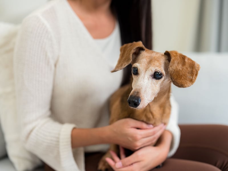 Essentially a furry hot water bottle, the Dachshund is dedicated to their owner and demonstrate that by keeping in as close a proximity as possible. These long loving dogs fon't always do what they're told and can be positively willful, but will always be forgiven when they snuggle up.