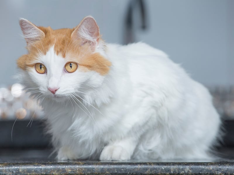 Also with a lifetime cost of £10,487.35 is the Turkish Van - £322.00 startup, £1,237.68 insurance and £8,927.67 in food.