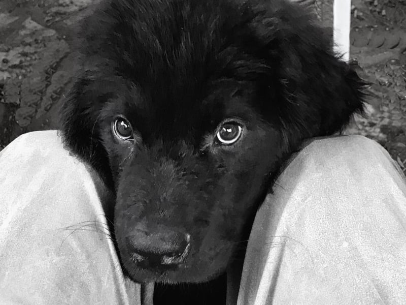 The enormous Newfoundland is known for giving its much-loved owners huge and slobbery kisses. Having one of these demonstative characters is like having a very cuddly bear around the house.