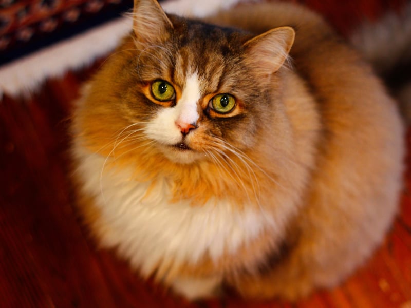 In joint sixth place is the fuzzy Ragamuffin - £322.00 in startup costs, £1,237.68 in insurance and £8,927.67 in food giving the cats a total cost of £10,487.35.