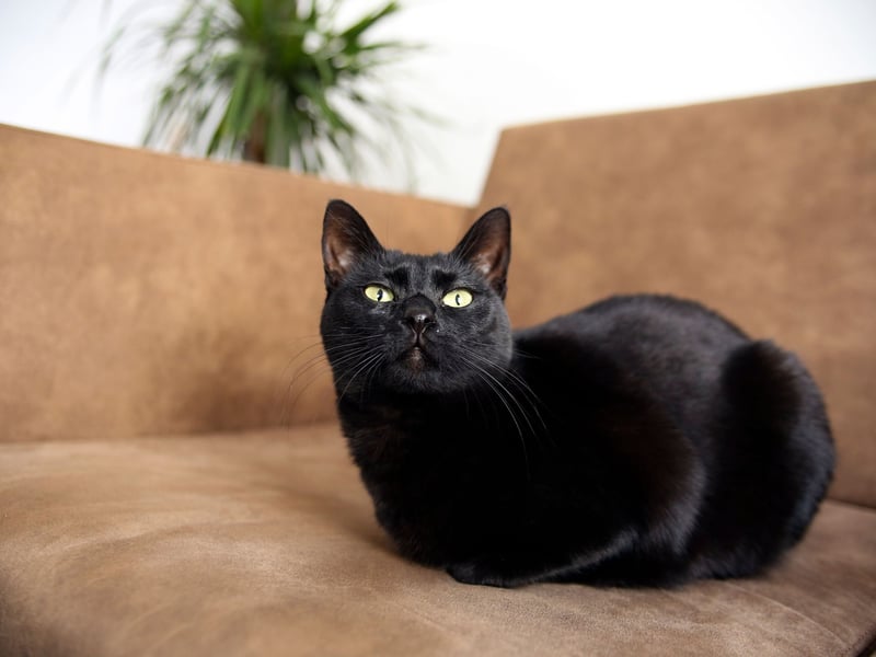 If you opt to welcome a sleek Bombay cat into your family, expect to be shelling out £10,456.42 over its lifetime - that's £322.00 startup costs, £1,375.20 in insurance and £8,759.22 on food.