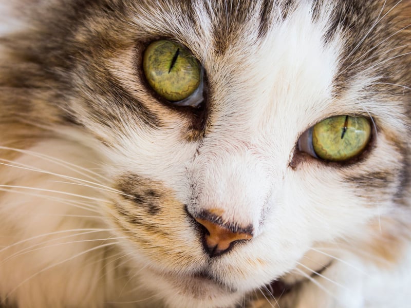 The Pixie-bob cat will cost £322.00 in startup costs, £1,469.52 insurance and £8,110.39 in food - that's a lifetime cost of £9,901.91.