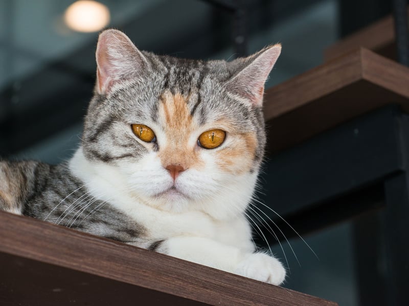 Completing our list as the 11th most expensive cat to look after is the American Wirehair with £322.00 startup costs, £1,375.20 in insurance and £8,160.30 in food - that's a total lifetime outlay of £9,857.50.