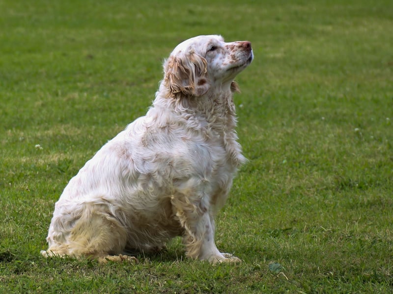 Thought to date back to the early 19th century, and made popular through links with British Royalty, the Clumber Spaniel is named after Clumber Park, in Nottinghamshire, where the breed was first developed. In 1884 they were one of the first 10 breeds of dog recognised by the American Kennel Club. In the UK, 155 Clumber Spaniels were registered in 2024.